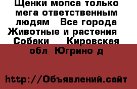 Щенки мопса только мега-ответственным людям - Все города Животные и растения » Собаки   . Кировская обл.,Югрино д.